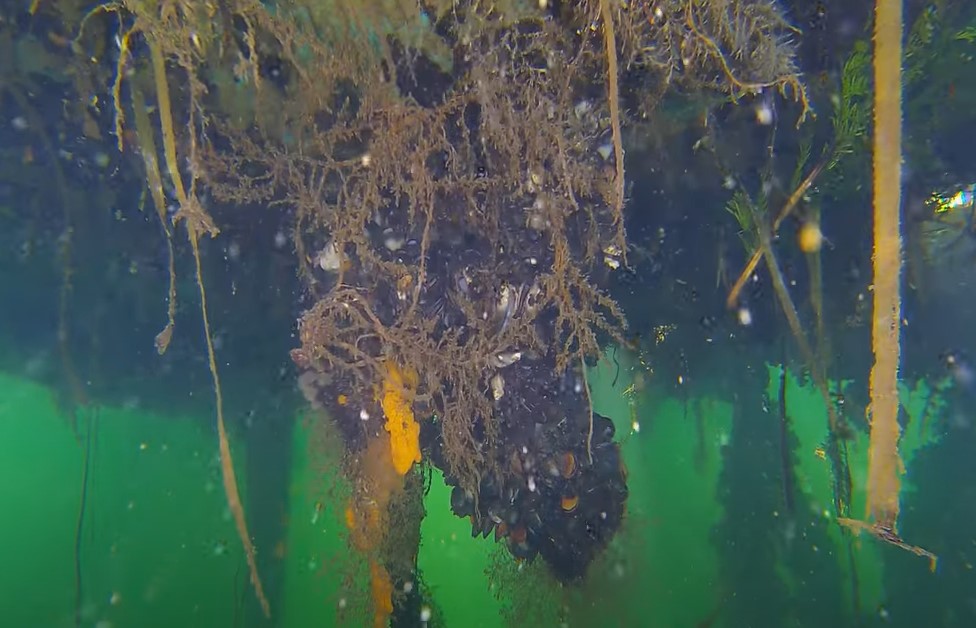 Underwater Drone Inspection With Video - Image 3