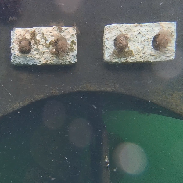 Underwater Damage Assessment With Video - Image 3